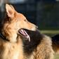 Dog offence sentencing ‘must reflect new laws’