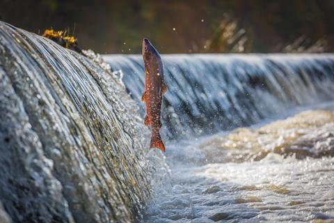 Salmon weir